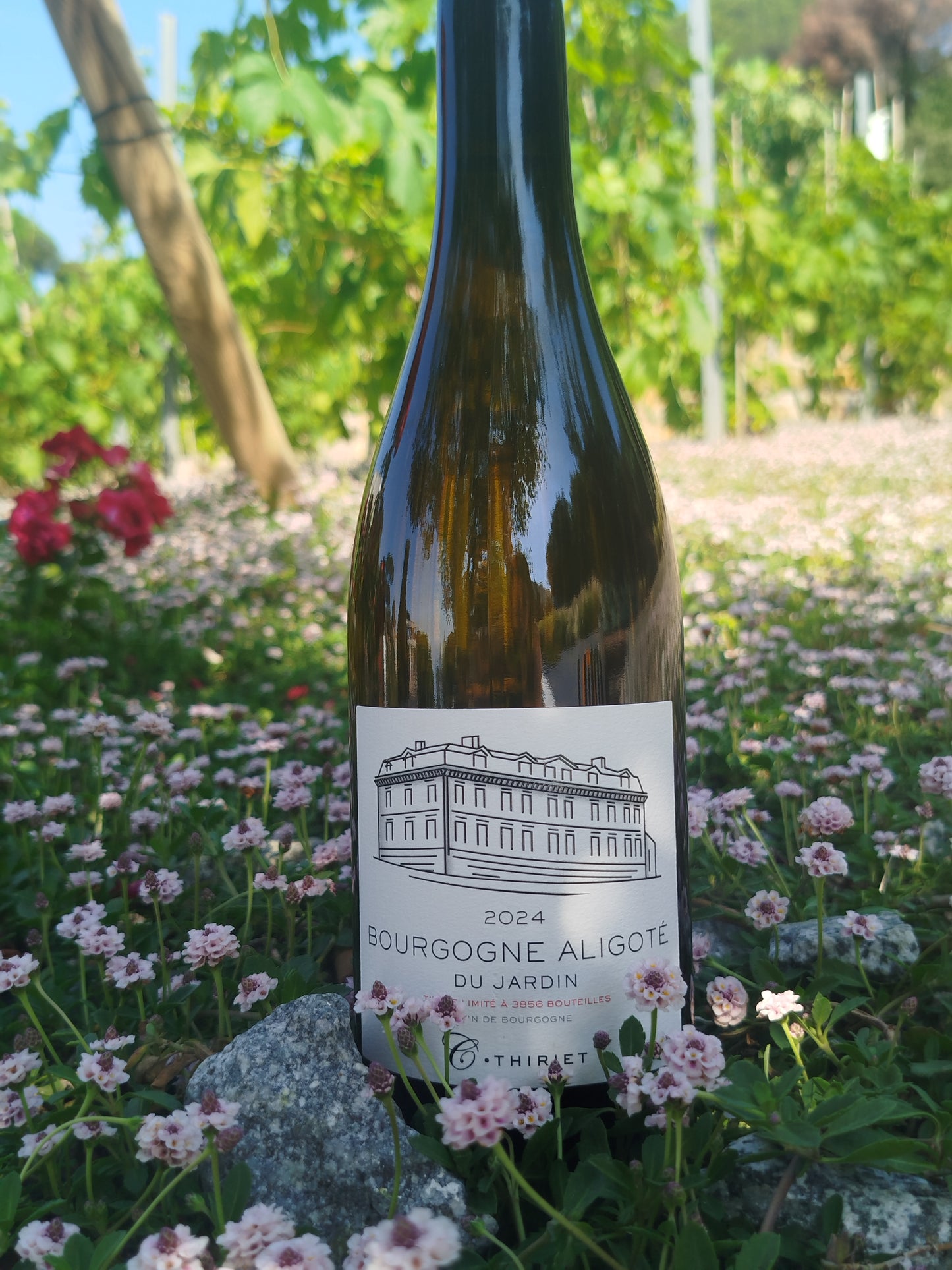 Maison Camille Thiriet - Aligoté du jardin 2024